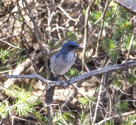 scrub jay, western scrub jay, wildlife, bird, blue, nature, jay, wild, avian, fauna, aphelocoma ...