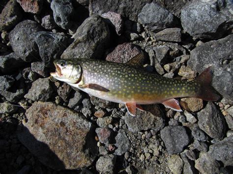 Splake (Inland Fish of New Brunswick) · iNaturalist