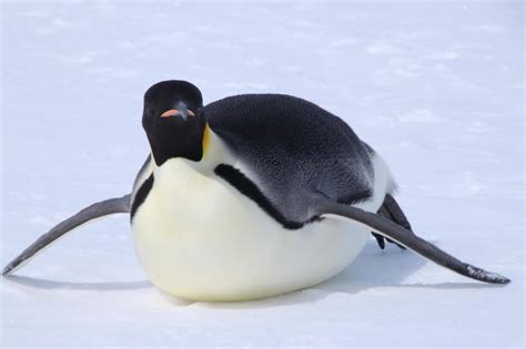 Where Emperor Penguins Survived The Last Ice Age Interglacial | Science 2.0