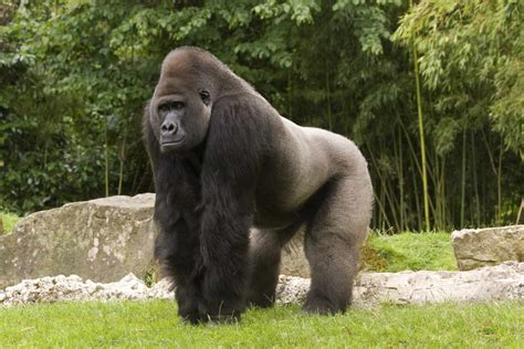 What Is a Group of Gorillas Called? - A-Z Animals