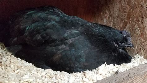 Ayam Cemani Fertile Hatching Eggs | Cackle Hatchery