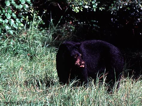 Animals & Plants - Travel To Okefenokee Swamp