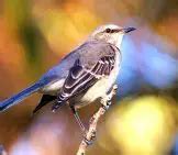 Mockingbird - Description, Habitat, Image, Diet, and Interesting Facts