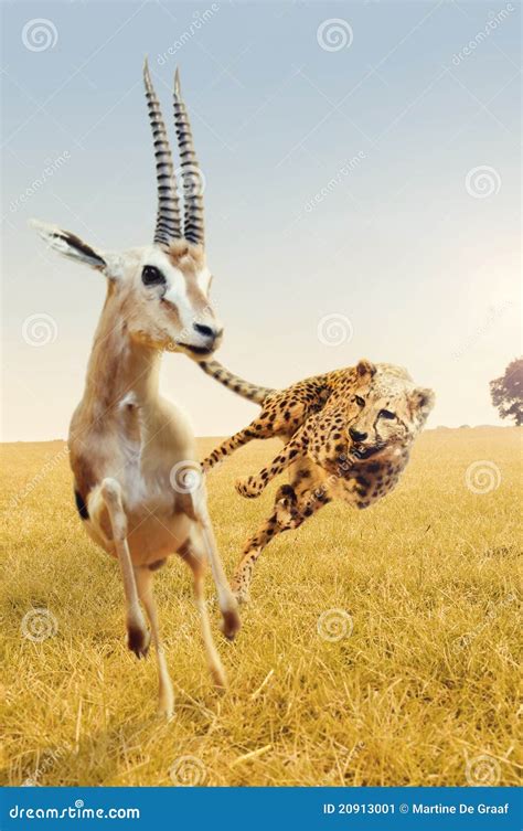 Cheetah Hunting Gazelle On Africa's Savanna Stock Image - Image: 20913001