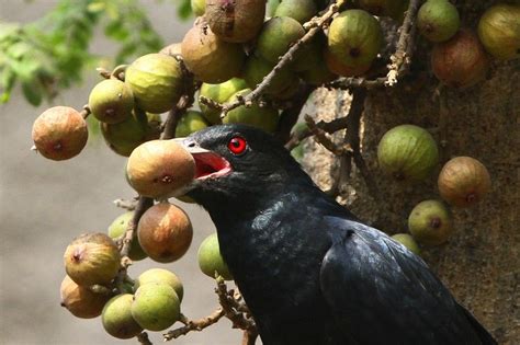 [Photos]: Birds Of Bangladesh | Birds, Bangladesh, Identifying birds