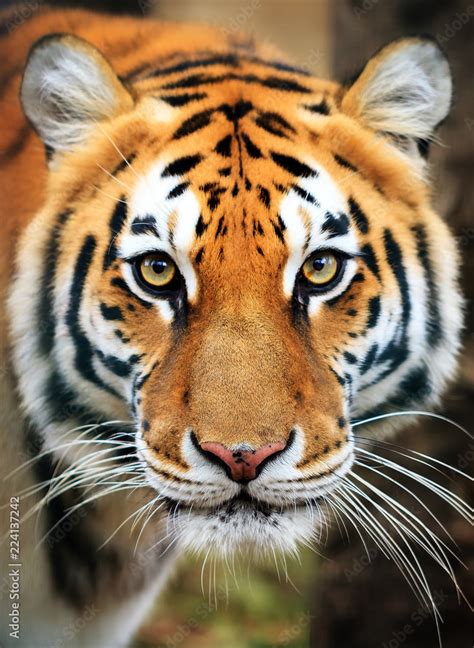 Beautiful close up portrait of a Siberian tiger (Panthera tigris tigris ...