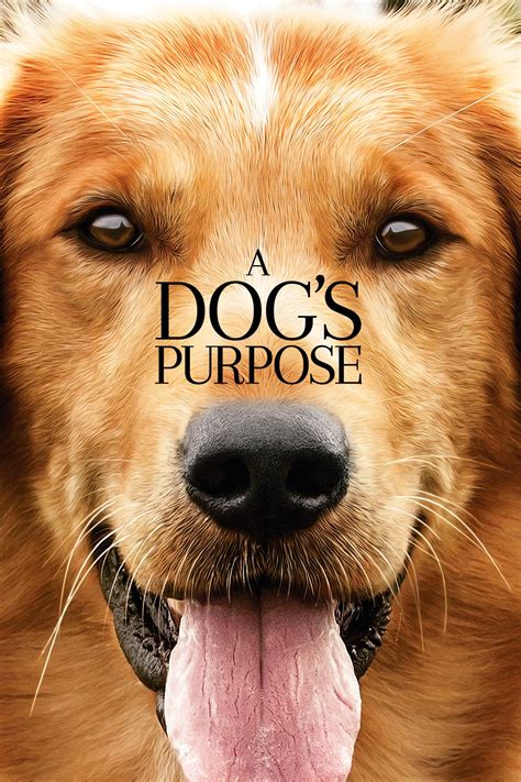 A Dog's Purpose wiki, synopsis, reviews - Movies Rankings!