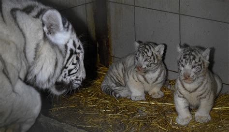 Gambar Anak Harimau Putih Lucu - Azka Gambar