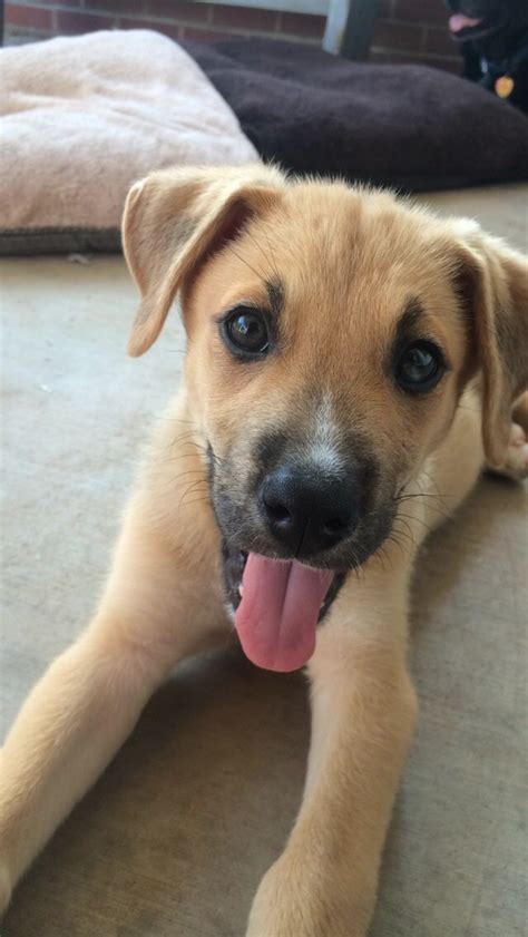 German Shepard Boxer Mix Puppy! via @KaufmannsPuppy | Boxer mix puppies, Boxer dogs, Boxer mix