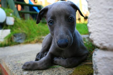 What Is A Blue Whippet? | Blue whippet, Whippet puppies, Dog breeds