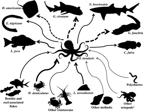 Trophic network relating Octopus insularis and its known prey and... | Download Scientific Diagram