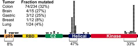 High Frequency of Mutations of the PIK3CA Gene in Human Cancers | Science