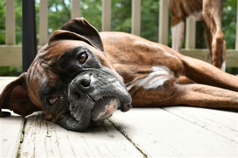 What Are Common Boxer Dog Health Issues?