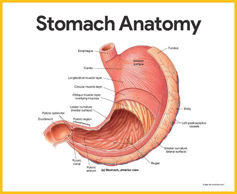 Digestive System Anatomy and Physiology | Digestive system anatomy ...