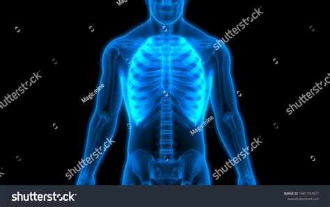 Human Skeleton System Rib Cage Anatomy Stock Illustration 1687797877 | Shutterstock