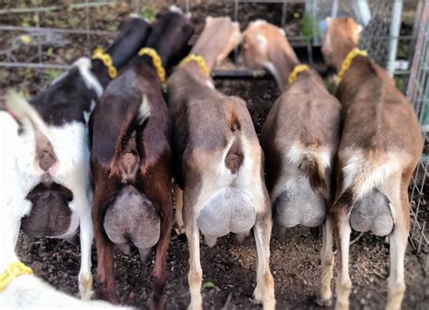 Lamancha goats - Swafford Family Ranch