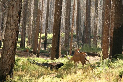 Deer In Yosemite Free Stock Photo - Public Domain Pictures
