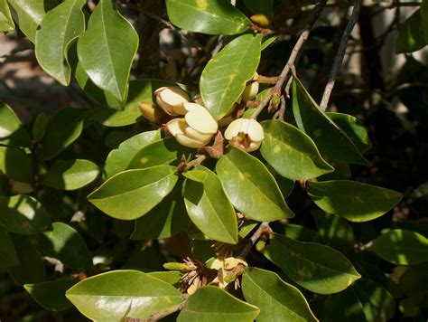 Online Plant Guide - Michelia figo / Banana Shrub