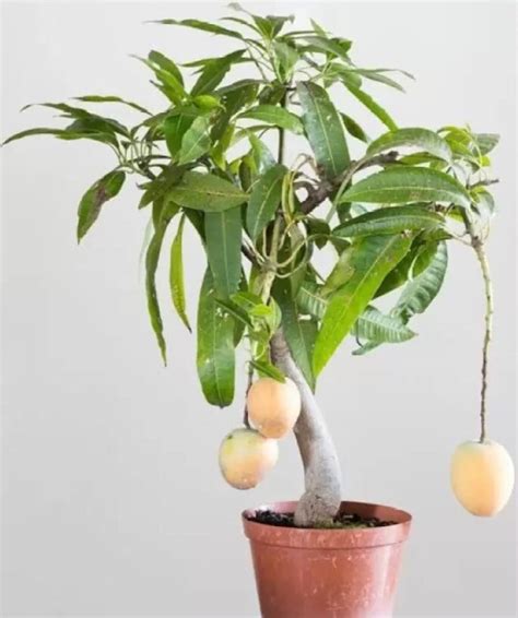 Bonsai Mango Tree Dwarf Fruiting Mango Bonsai Tree Live Plant Tropical ...