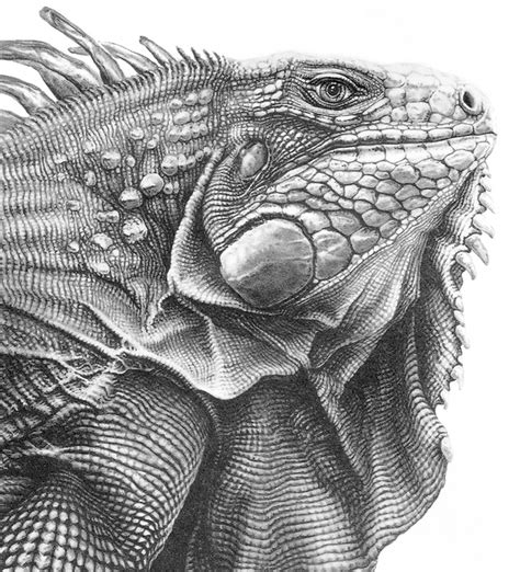 Gary Hodges drawings of reptiles and amphibians | Wildlife art, Scratchboard art, Reptiles