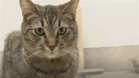 New cage-free animal shelter in east valley opens early, needs pet parents