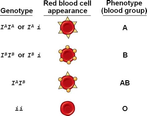 bloodABO.html 14_02ABObloodGroup_T.jpg