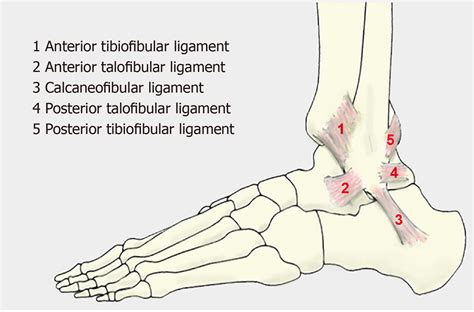 Anterior Drawer Test For Ankle Sprain - Jas fur Kid