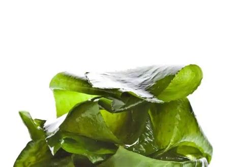 Laminaria Japonica Extract Benegits | Seaweed, Sea vegetables, Algae