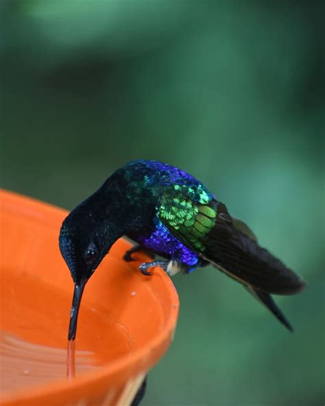 When to put out Hummingbird feeders? (in each State)