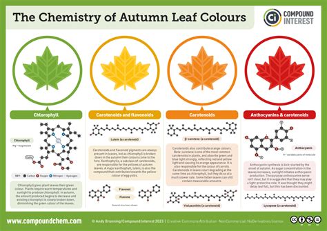 Compound Interest: The Chemicals Behind the Colours of Autumn Leaves