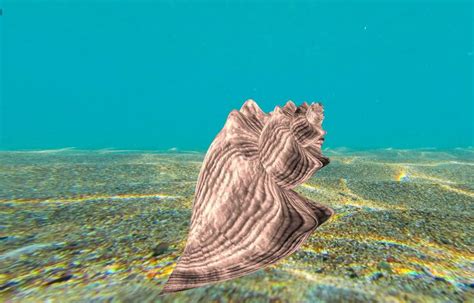 Horse conch 3D model - TurboSquid 1317062