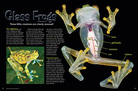 Glass Frogs - NWF | Ranger Rick