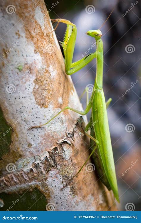 Green Praying Mantis stock image. Image of horizontal - 127943967