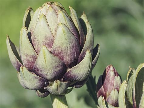 Top 5 Benefits Of Using Artichokes In Skincare | TheHealthSite.com