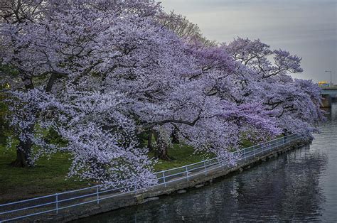 Cherry blossoms along the Potomac River Washington DC 88 Photograph by Mark Serfass