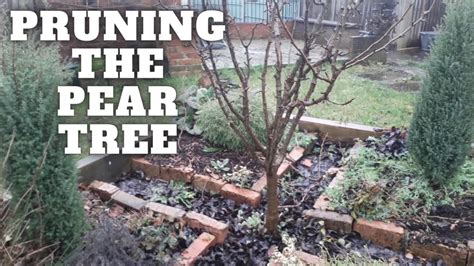 Pruning The Pear Tree [Gardening Allotment UK] [Grow Vegetables At Home ...