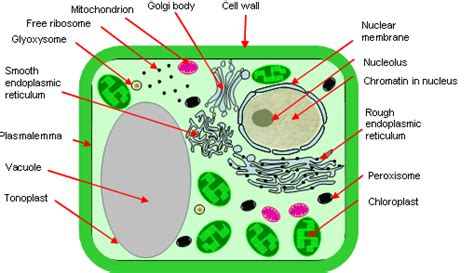 Centrioles In A Plant Cell