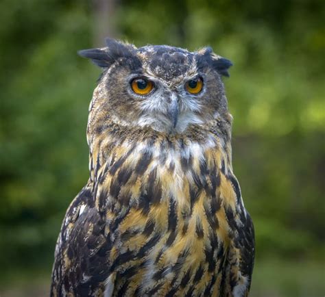 Eagle Owl Close Up Portrait Stock Photo - Image of close, nightmare ...