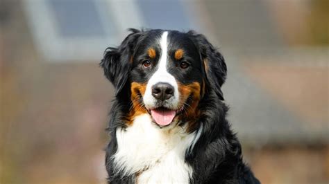 400+ Awesome Bernese Mountain Dog Names - Dog Club Life