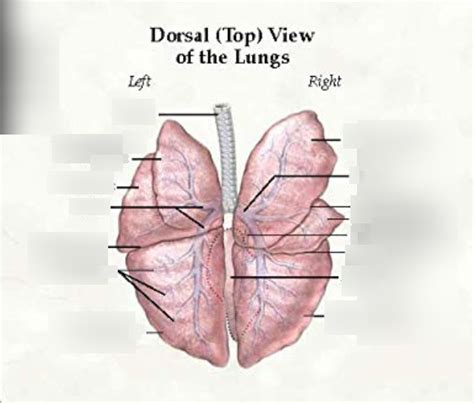 Where Are The Lungs On A Dog