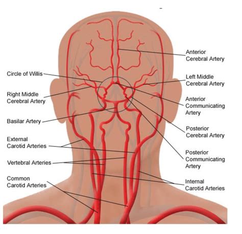 Organization of the human cerebral circulation. The brain receives its... | Download Scientific ...