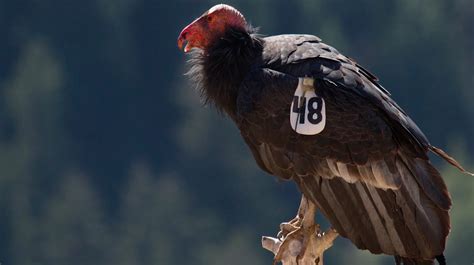 Condor Comeback - California Academy of Sciences