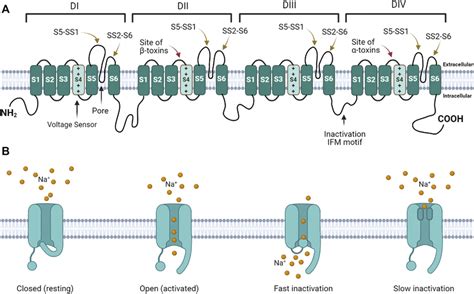 | Voltage gated sodium channel structure and function. (A) The channel ...