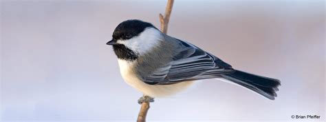 Black-capped Chickadee | State of the Mountain Birds