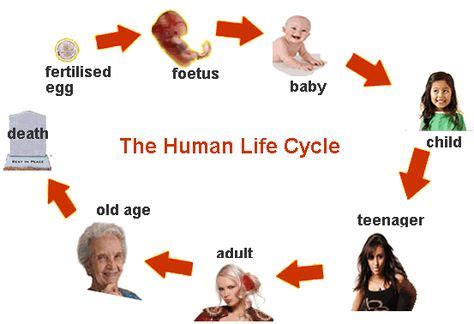 old age | Human life cycle, Life cycles