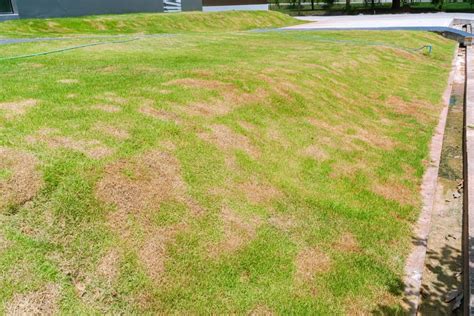 How To Revive A Dead Lawn In Australia