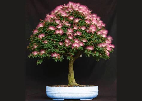 Care guide for the Silk tree Bonsai tree (Albizia or Mimosa) - Bonsai Empire