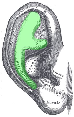 External Ear - Auricle, External Auditory Meatus, Tymanic Membrane