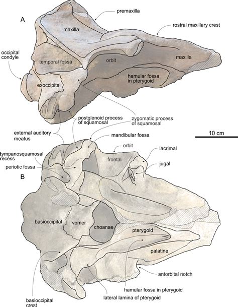 New beaked whales from the late Miocene of Peru and evidence for convergent evolution in stem ...