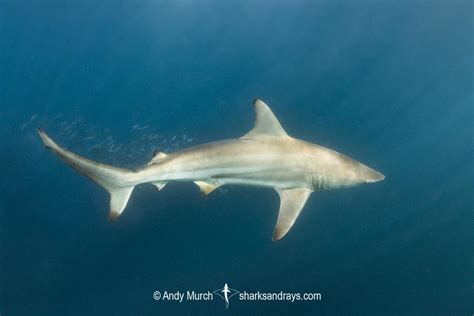 Spinner Shark - Carcharhinus brevipinna